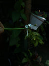 Rainbow Moonstone Studs in Silver